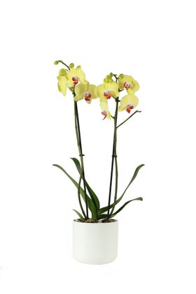 Spike Yellow Orange houseplant