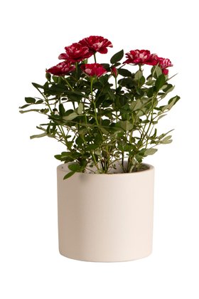 Rosa Gigi In Kraft Sleeve 10.5 Cm