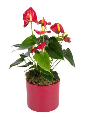 Anthurium Champion Red 12cm