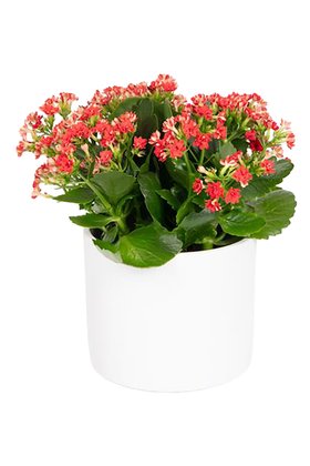 Mother Day houseplant - Kalanchoe red