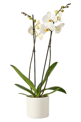 Mother day houseplant  - White Phalaenopsis