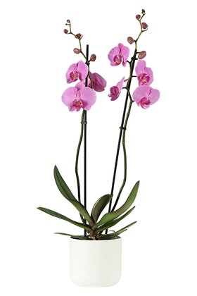 Mother day houseplant - Lilac Phalaenopsis