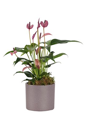 Mother day houseplant