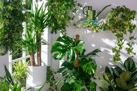 New year houseplants