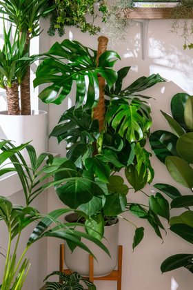 New year houseplants