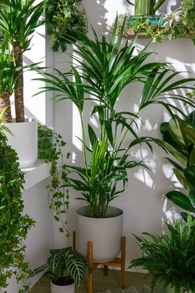 New year houseplants