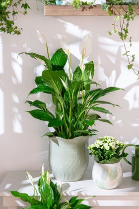 New year houseplants