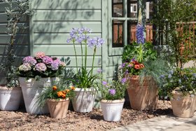 Summer pots from Dobbies