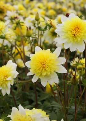 Dobbies Dahlias