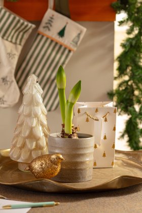 Christmas Amaryllis