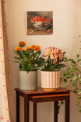 Autumn houseplants