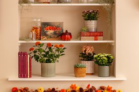 Autumn houseplants