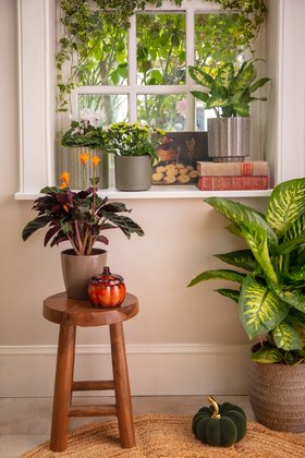 Autumn houseplants