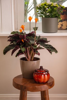 Autumn houseplants