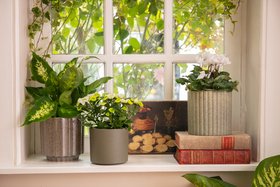 Autumn houseplants