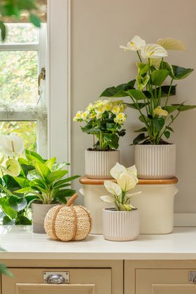 White themes autumn houseplants