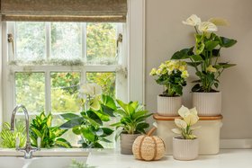 White Themed Houseplant