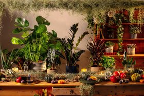 Gothic Houseplants
