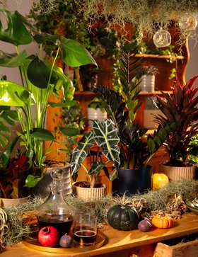 Gothic Houseplants