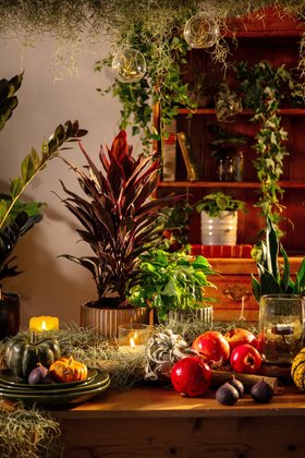 Gothic Houseplants