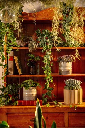Gothic Houseplants