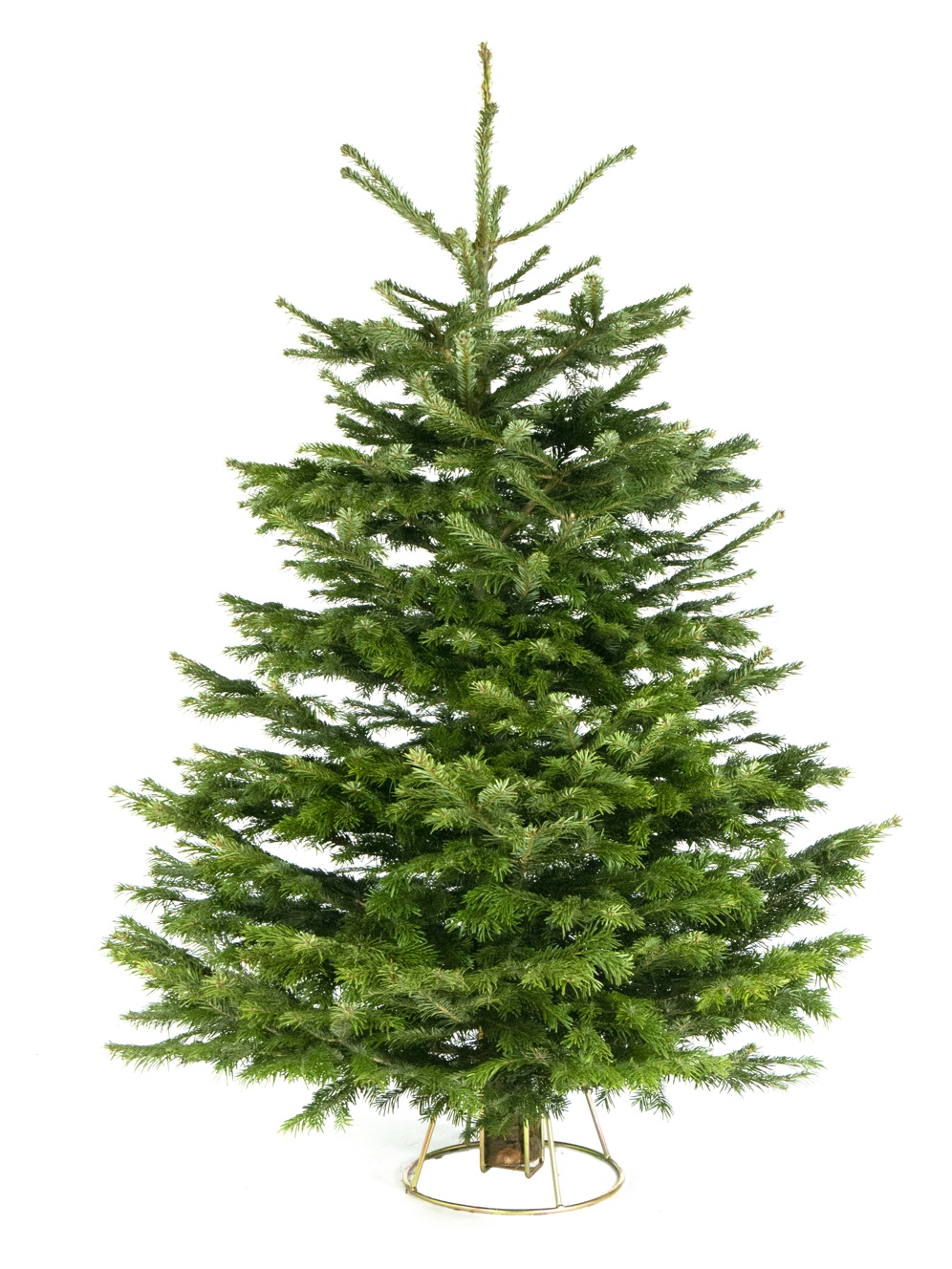 Nordmann Fir Christmas Tree