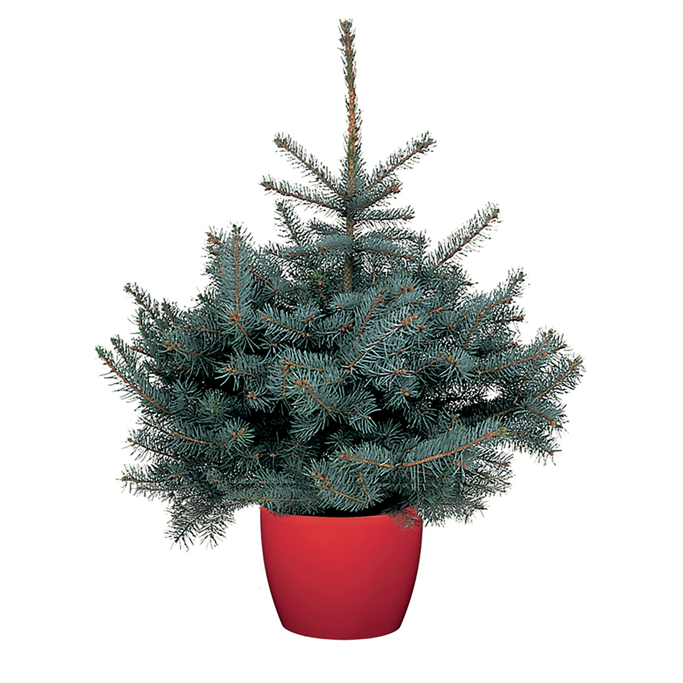 Pot Grown Blue Spruce Christmas Tree (1-2ft)