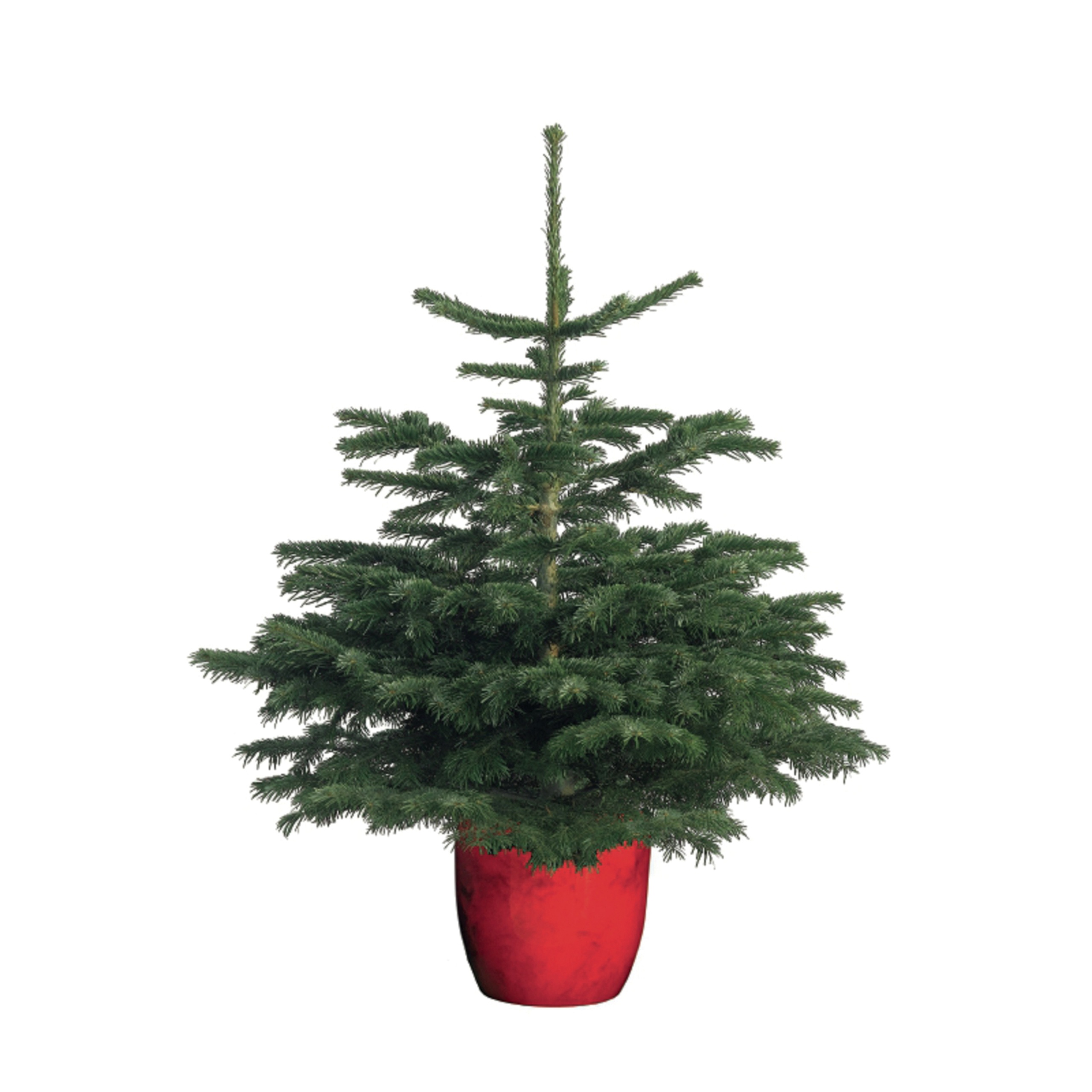 Pot Grown Nordmann Fir Christmas Tree (2-3ft)