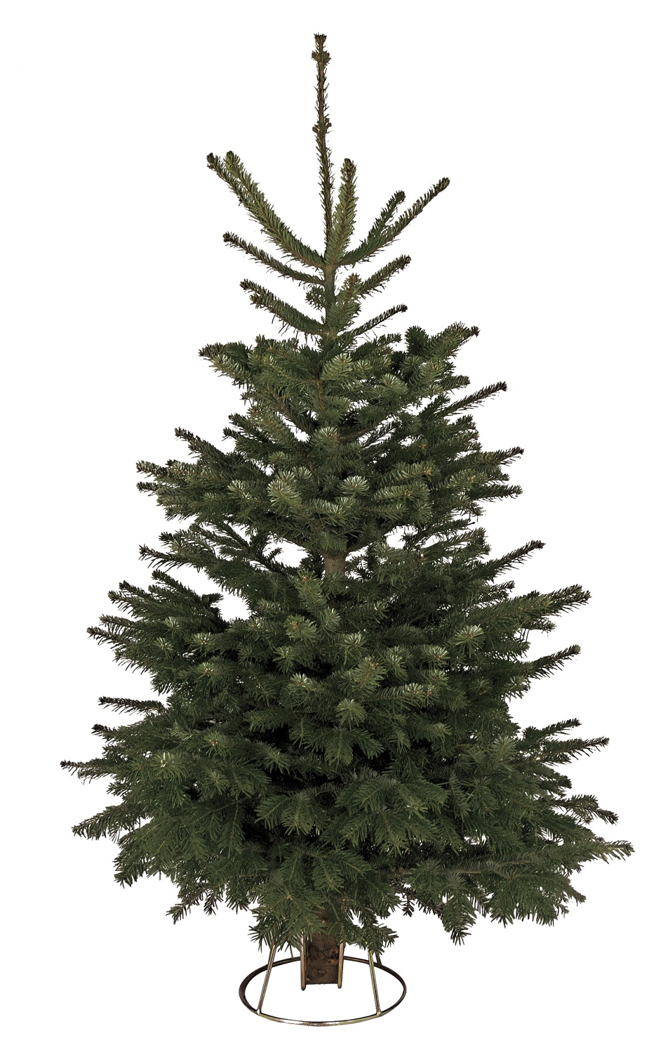 Nordmann Fir slim cut tree (6-7ft)