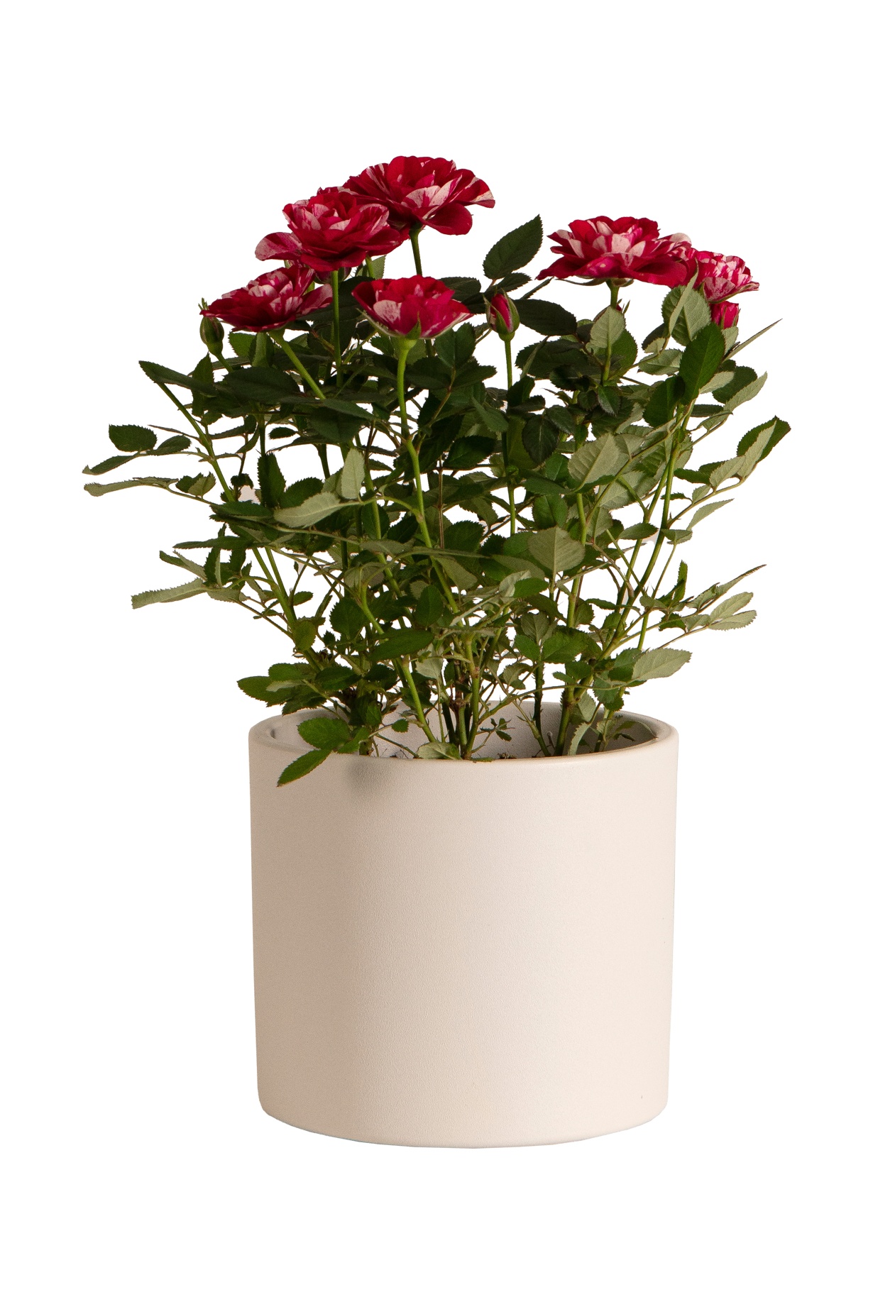 Rosa Gigi In Kraft Sleeve 10.5 Cm