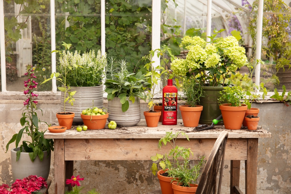 Grow your own tomatoes