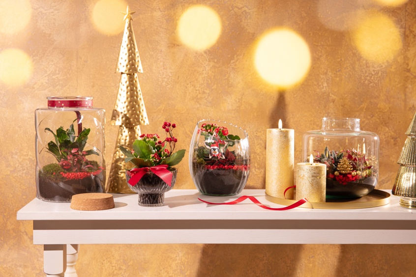 Christmas Houseplant Lifestyles 2025 09