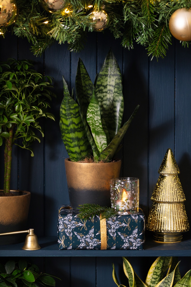 Sansevieria in ombre pot