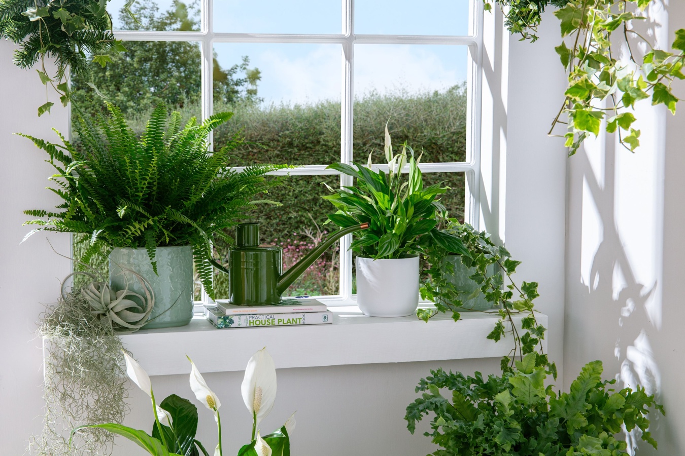 New year houseplants