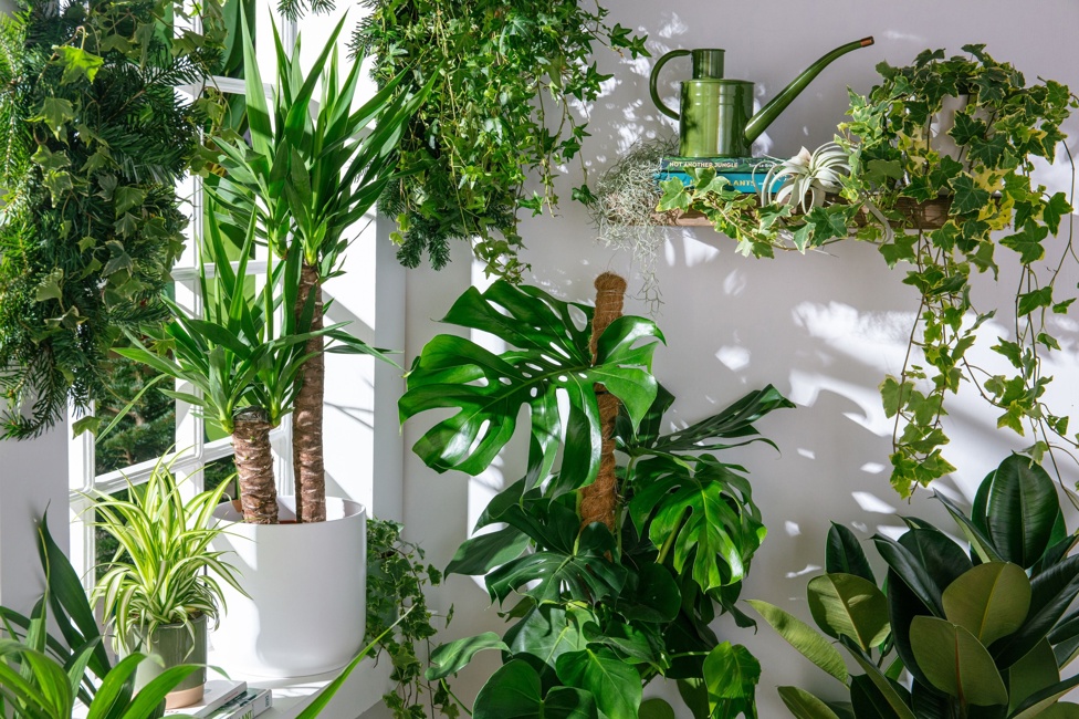 New year houseplants