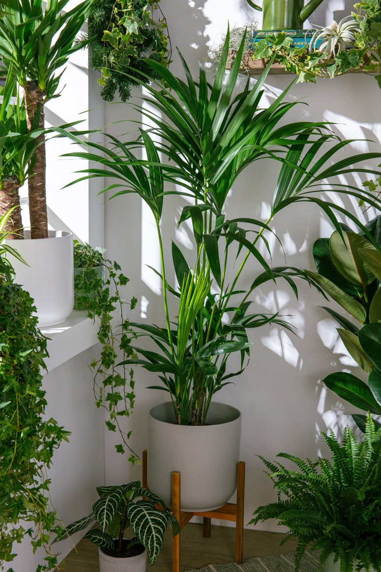 New year houseplants