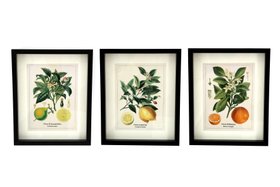 French Bedroom_Tuscan Citrus & Botanical Wall Art Trio_£60