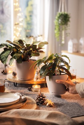 LECHUZA CLASSICO Color 12 & 14