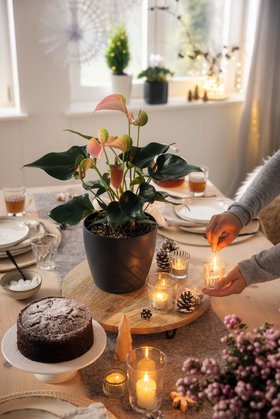 LECHUZA CLASSICO Color 21 Grau