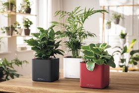 LECHUZA CUBE Premium 14 matt basaltgrau, weiß, scarlet rot