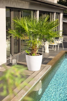 LECHUZA CLASSICO LS 50