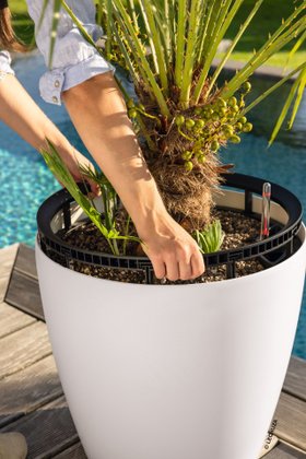 LECHUZA CLASSICO LS 50