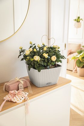 BACINO Cottage mit Rosen