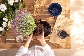 LECHUZA Classico Color 18 mit Lavendel