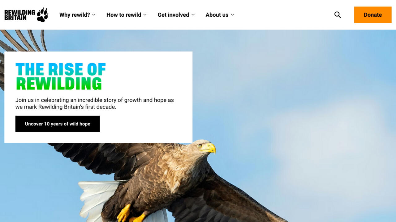 The Rewilding Britain homepage hero, headlined “The rise of rewilding”, with a sea eagle in flight.