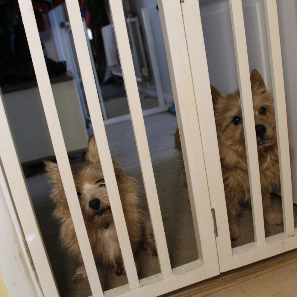 2 dogs behind baby gates