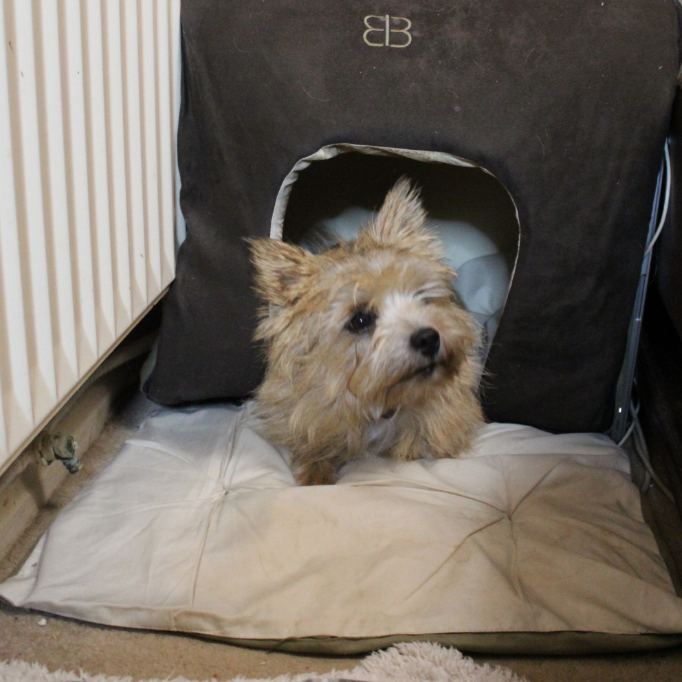Ripley the dog cosy in his bed with cushion and blanket.