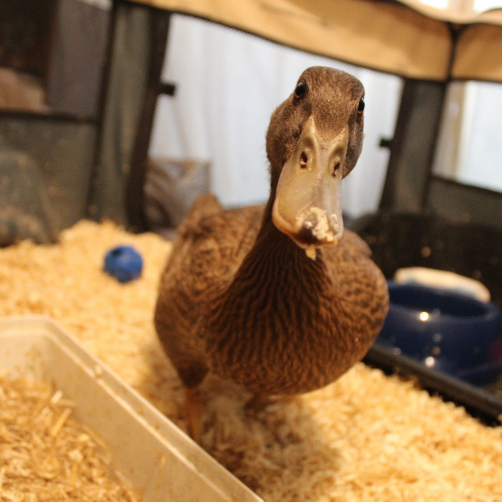 Duckling Echo in a specially made den