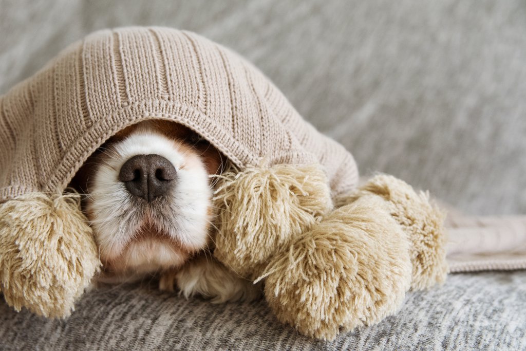 Dog Scared by Fireworks on Bonfire Night