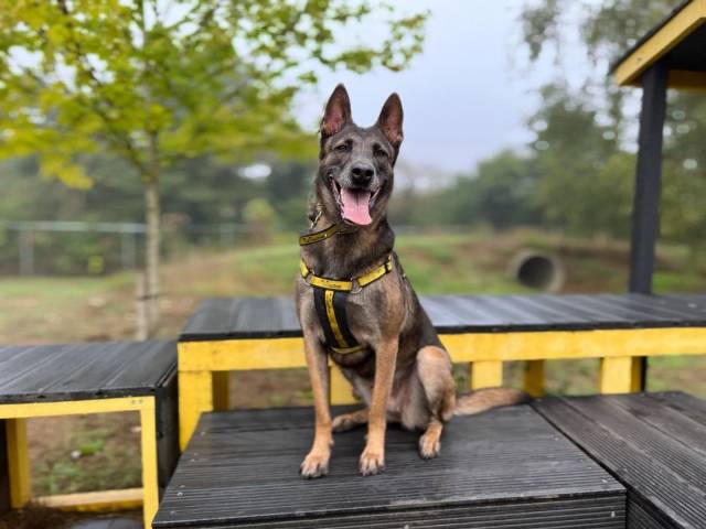 Belgian Malinois Image